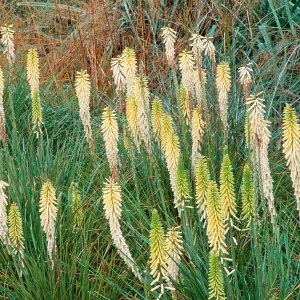 Fakľovka (Kniphofia) ´LITTLE MAID´ kont.C1L